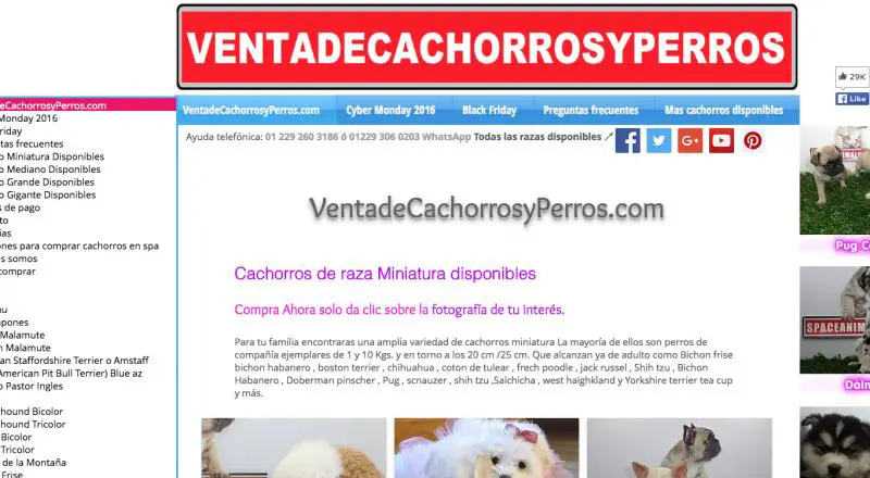 Ventadecachorrosyperros.com