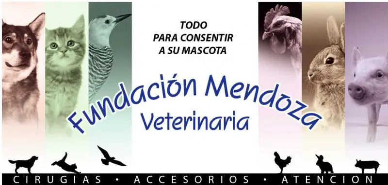 Fundación Mendoza