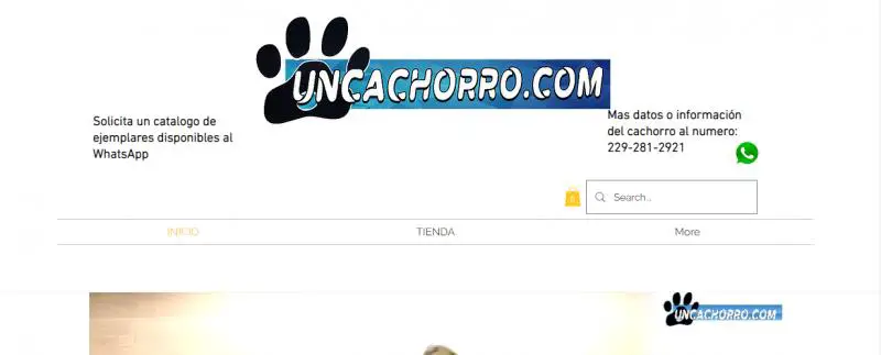 Uncachorro.com