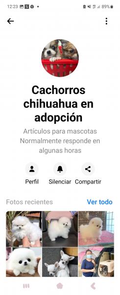 Cachorros Chihuahua en Adopción 