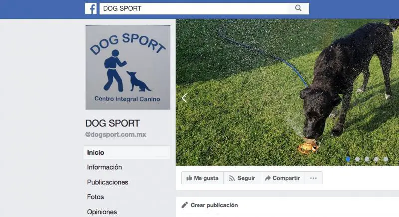 Dog Sport