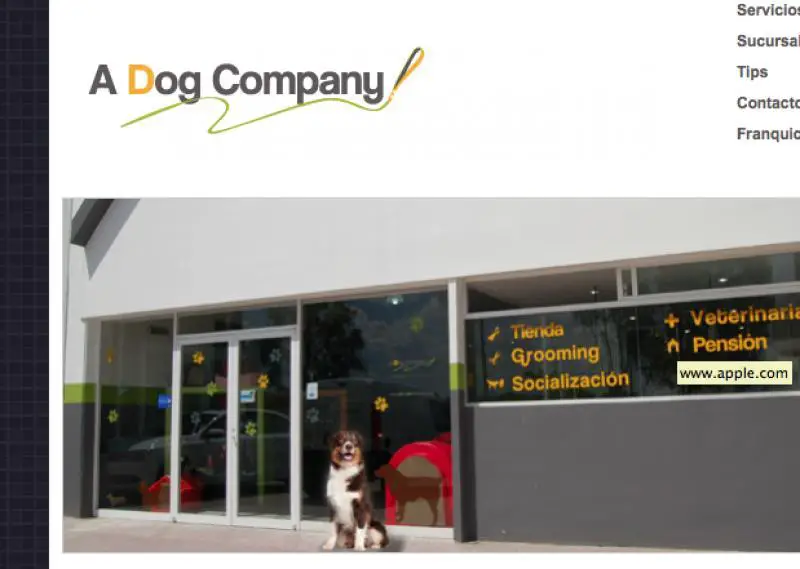 A Dog Company