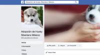 Adopción de Husky Siberiano México Guadalajara